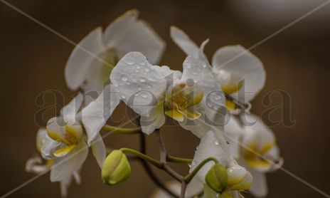 Flora