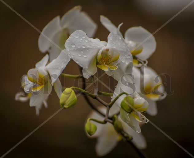 orquideas