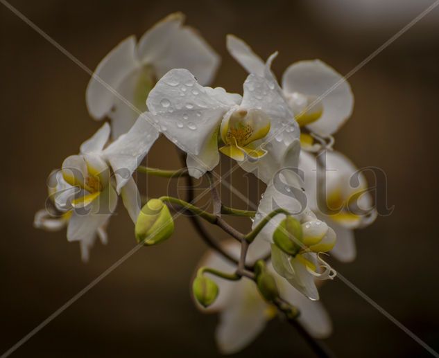 orquideas Nature Color (Digital)