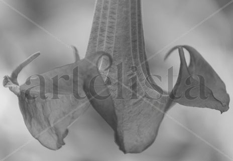 Flora02