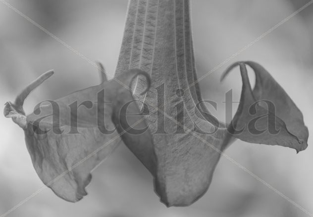 Flora02