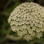 Flora thumbnail 2