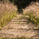 Flora thumbnail 1