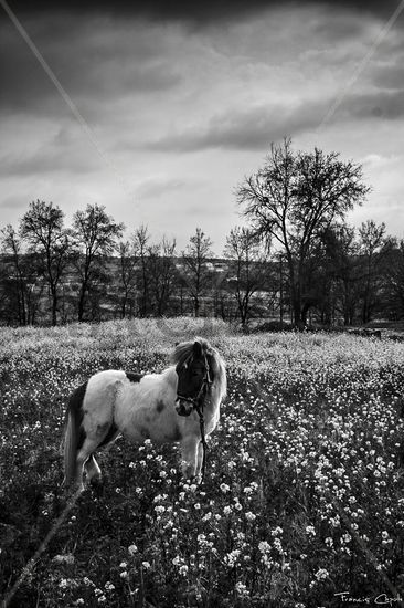 Campos grises Nature Black and White (Digital)