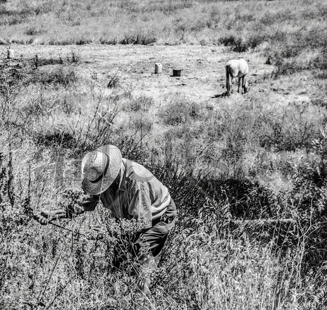 Agricultor