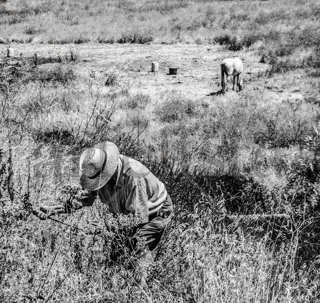 Agricultor