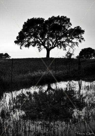 Reflejo Naturaleza Blanco y Negro (Digital)