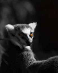 ojos de Lemur