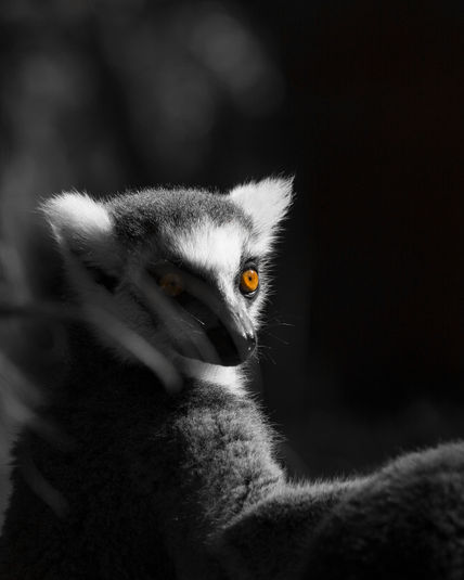 ojos de Lemur