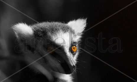 Fauna