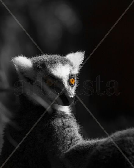 ojos de Lemur Nature Black and White (Digital)