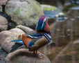 pato mandarin