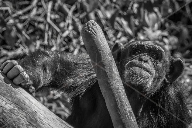chimpance en el arbol