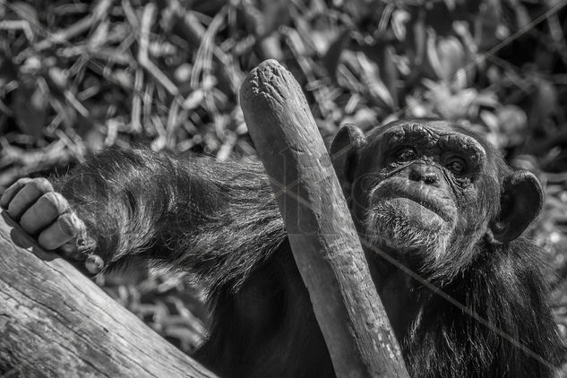 chimpance en el arbol Nature Black and White (Digital)