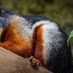Fauna thumbnail 2