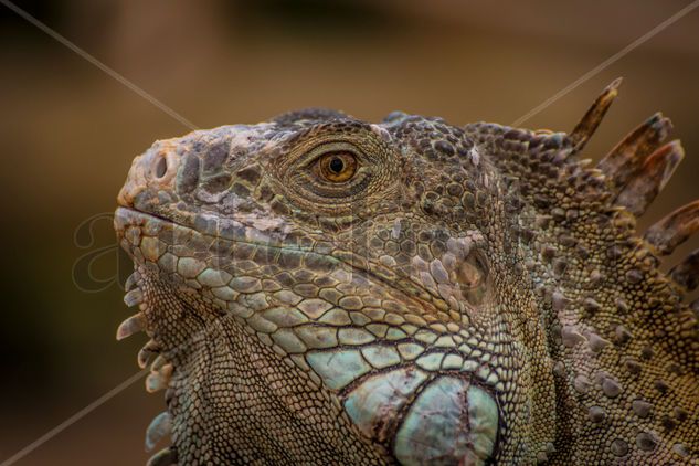 Iguana Nature Color (Digital)