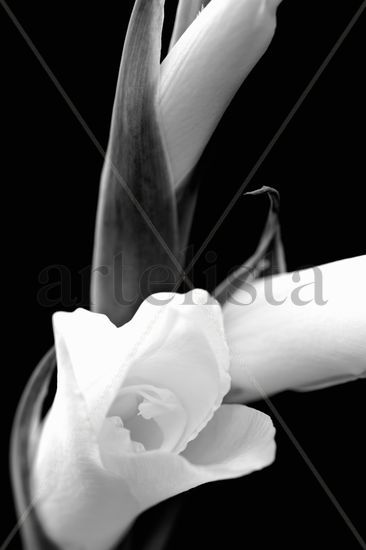 Gladiolus Naturaleza Blanco y Negro (Digital)