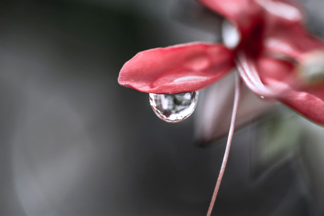 Crying Flower Nature Alternative techniques