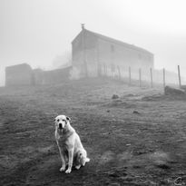 Perro entre la niebla