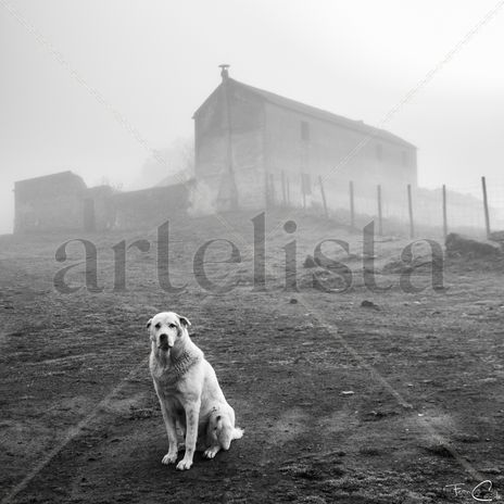 Perro entre la niebla
