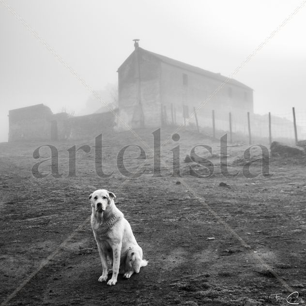 Perro entre la niebla