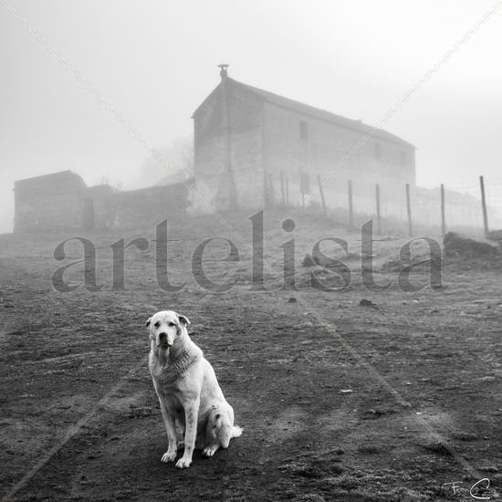 Perro entre la niebla Naturaleza Blanco y Negro (Digital)