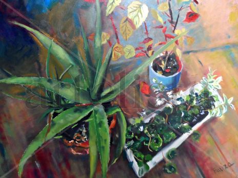 Plantas 1