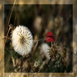 Naturals thumbnail 1