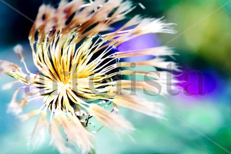 NATURE COLLECTION...