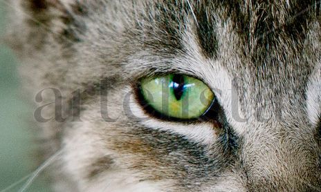 ANIMALES