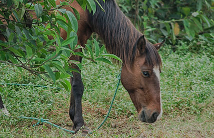 Caballo Timido