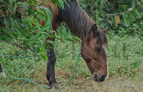 Caballo Timido