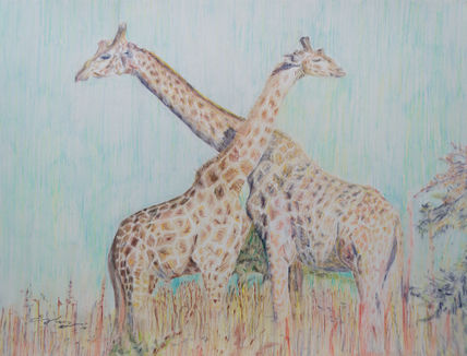 Girafas