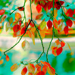 NATURALEZA thumbnail 2