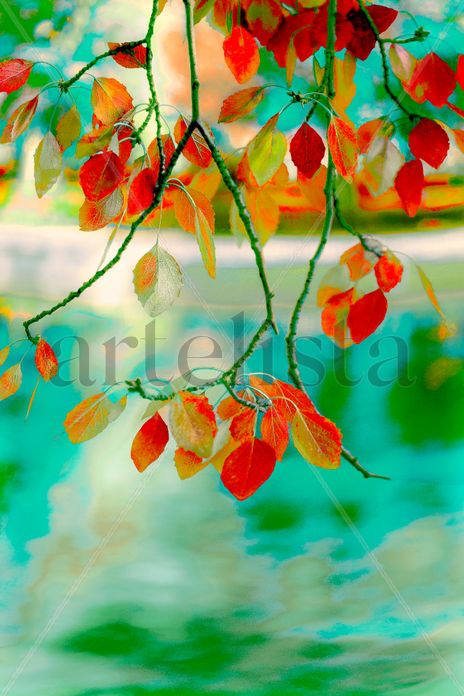 NATURE COLLECTION...