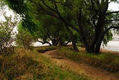 Sendero en la sombra verde