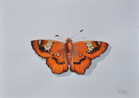 Papillon n° 1.
