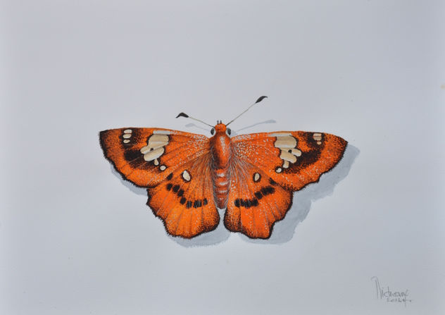PAPILLON N° 1.