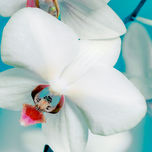 FLORES thumbnail 2