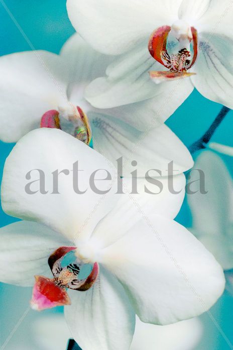 FLOWERS COLLECTION...