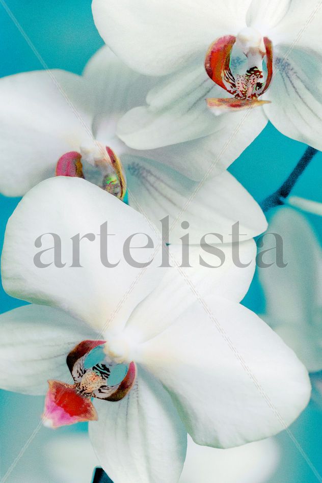 FLOWERS COLLECTION Nnº 12201501