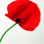 FLORES thumbnail 1