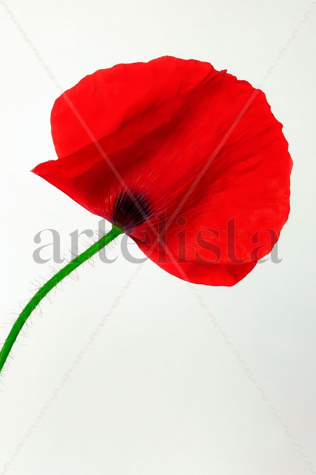 FLOWERS COLLECTION nº 1077
