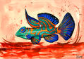 Poisson mandarin