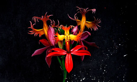 FLEURS