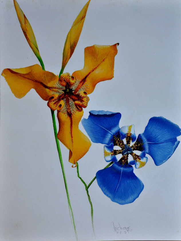 CYPELLA ET COELESTRIS