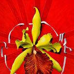 FLEURS thumbnail 2