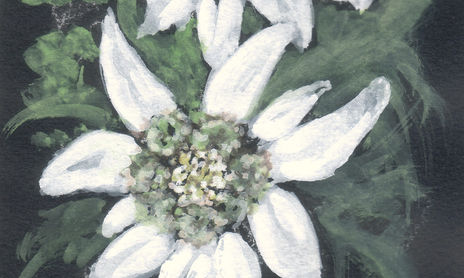 Miniaturas florales