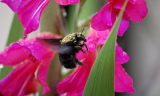Insectos