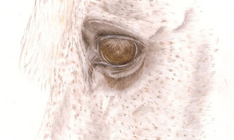 Caballos